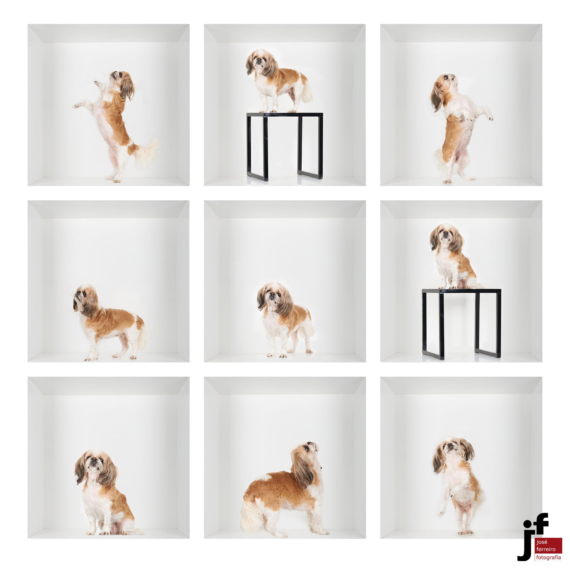 fotografo mascotas cantabria Una Composición de cubo mágico, en la cual una mascota hace diferentes posados y cada posado se encuadra en una celda del cubo