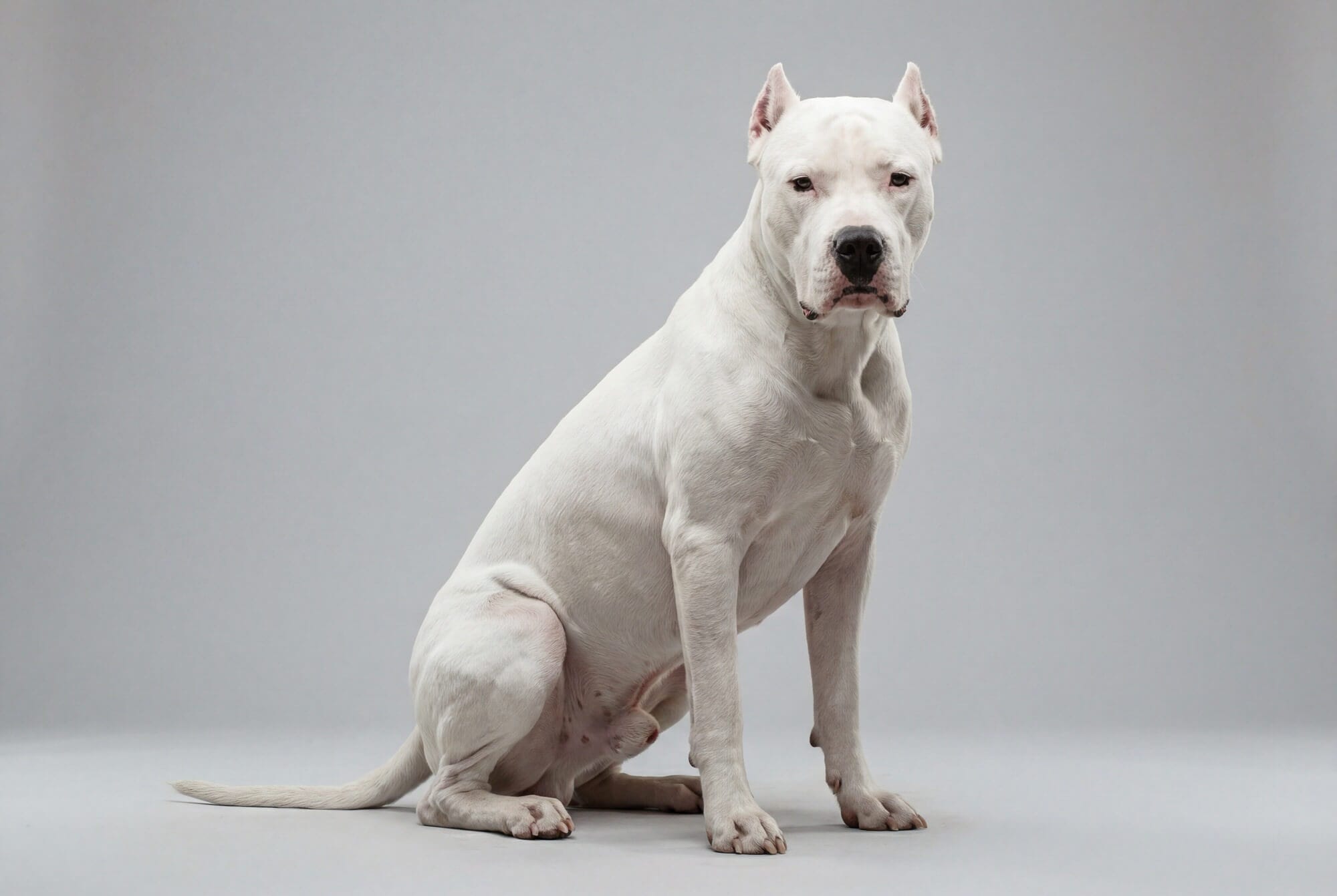 La foto muestra a un logo blanco en un fondo gris