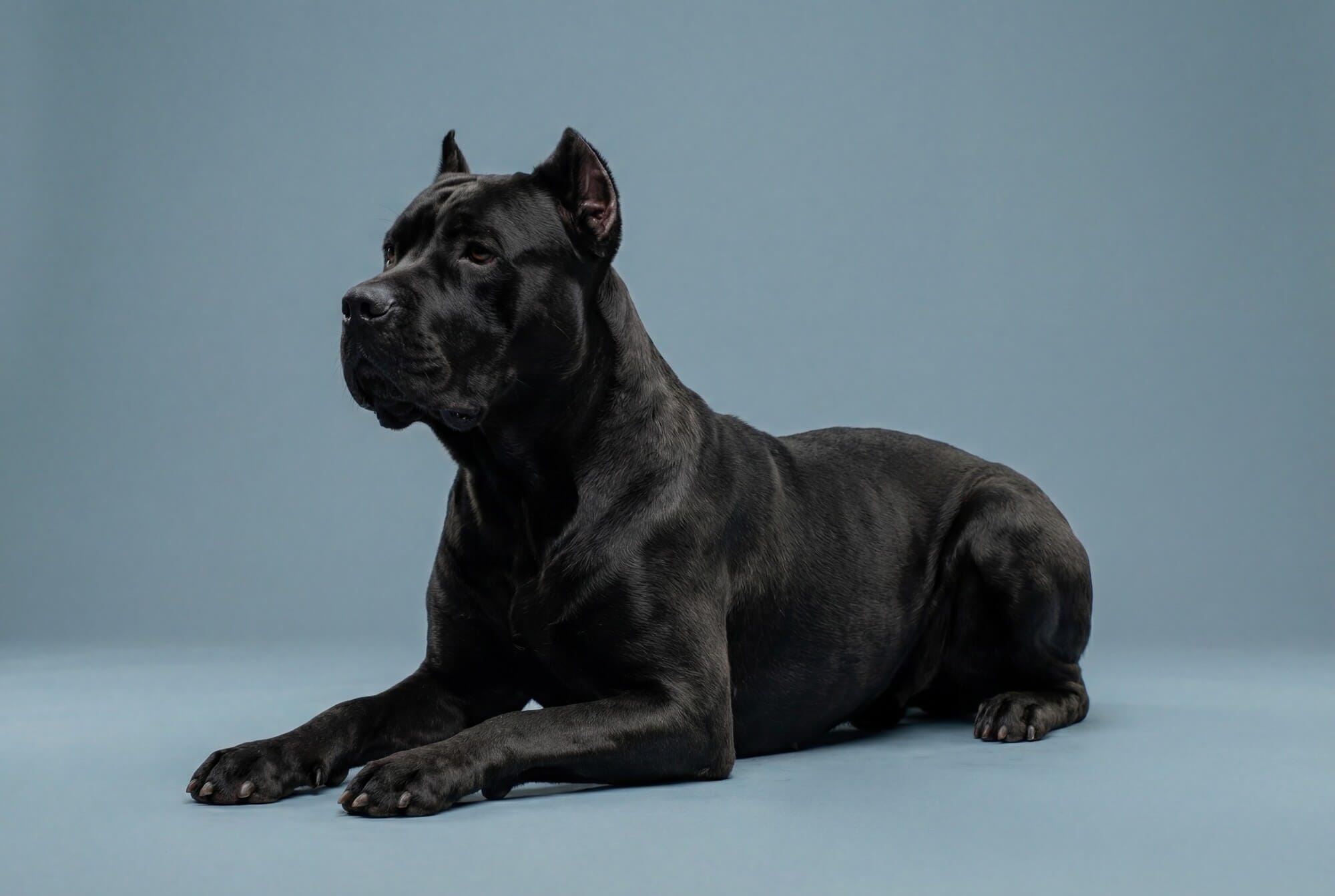 Un perro posando en un fondo azul en estudio para una típica foto en una sesion de mascotas