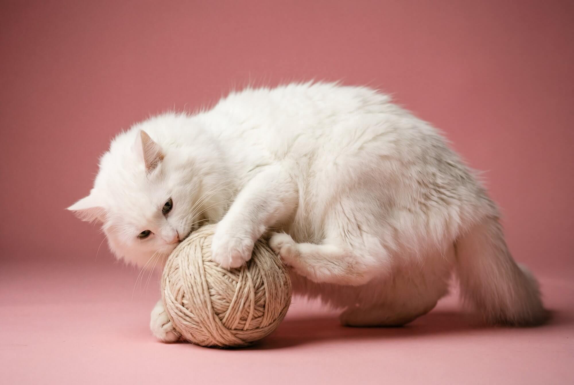 Una foto de un gato albino de angora sobre un fondo rosa, jugando con un ovillo de lana