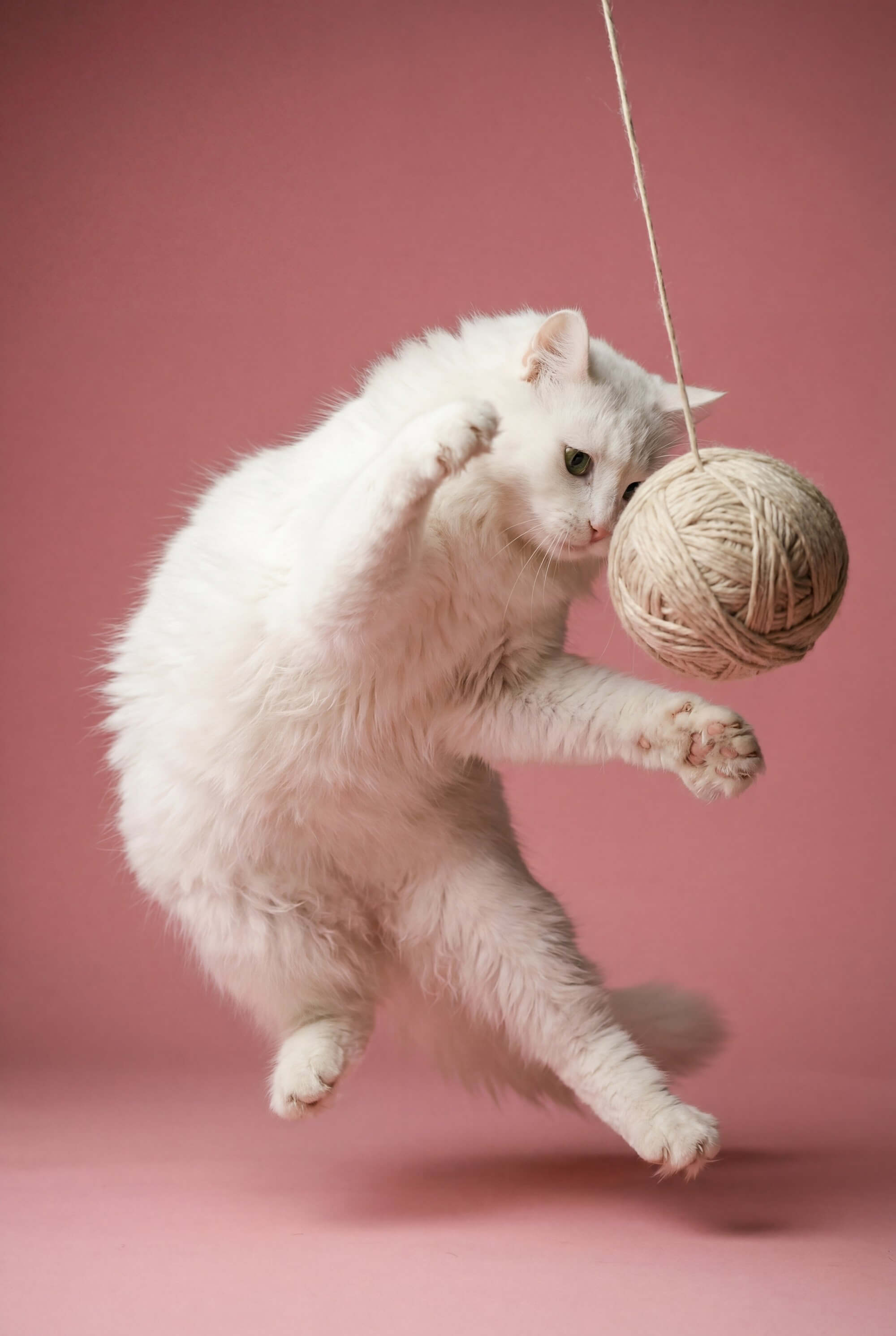 Una foto de un gato albino de angora sobre un fondo rosa, jugando con un ovillo de lana