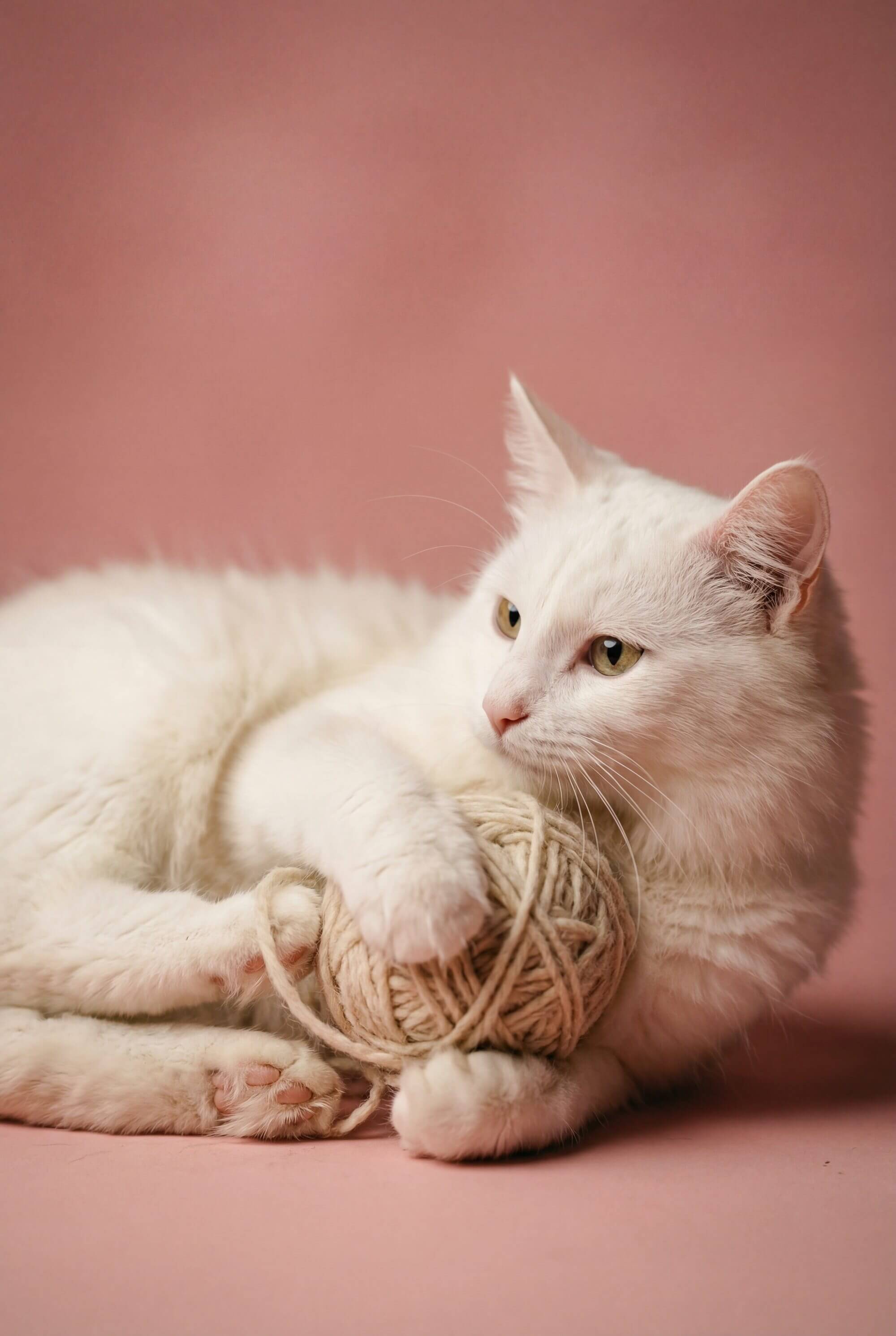 fotografo mascotas cantabria Una foto de un gato albino de angora sobre un fondo rosa, jugando con un ovillo de lana