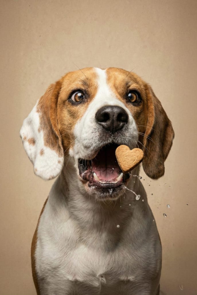 Un perro intenta atrapar una galleta al aire y se ve las gotitas de saliva en una foto súper dinámica