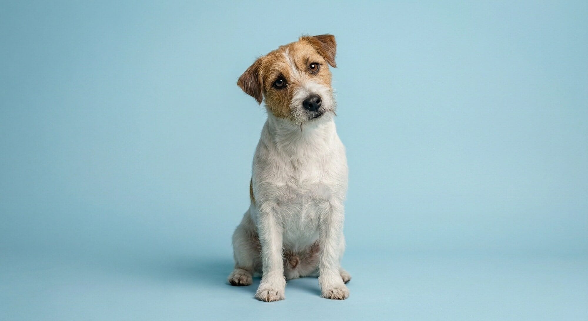 fotografo mascotas cantabria Bonita, foto de un terrier sobre un fondo azul que nos mira dulcemente