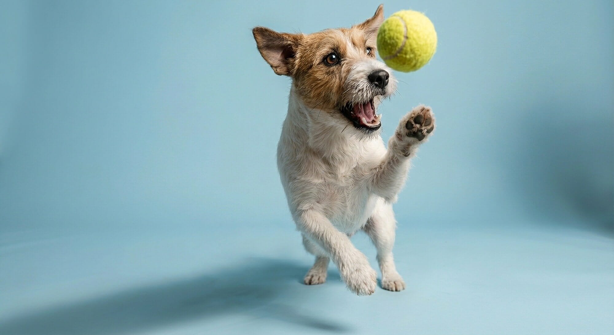 Bonita, foto de un terrier sobre un fondo azul que intenta atrapar una pelota de tenis que le hemos tirado para que juegue con ella